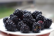 blackberries-1045728.jpg
